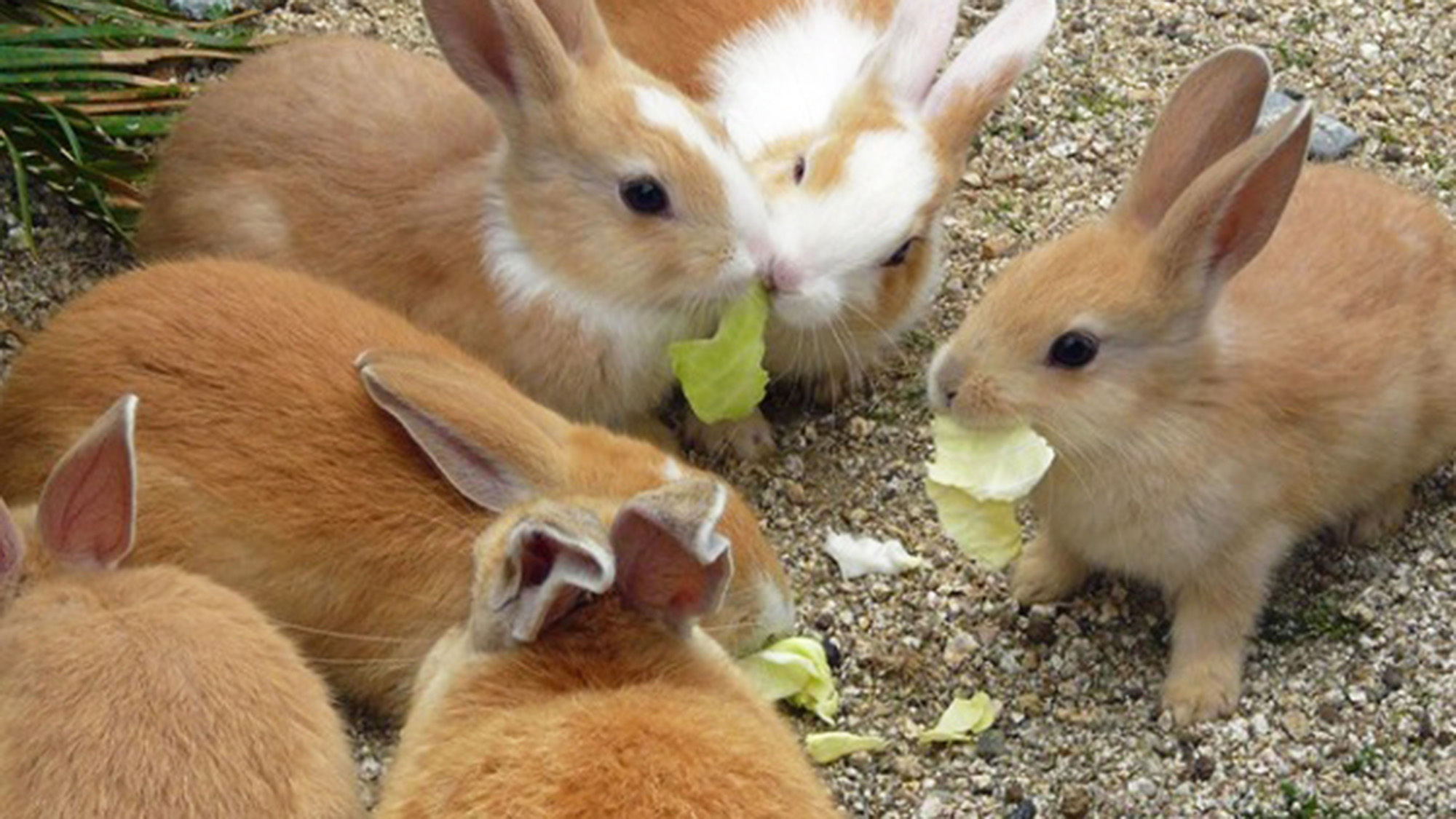 ・＜大久野島＞900羽以上の人懐っこいウサギがいる島。島全体が休暇村になっています