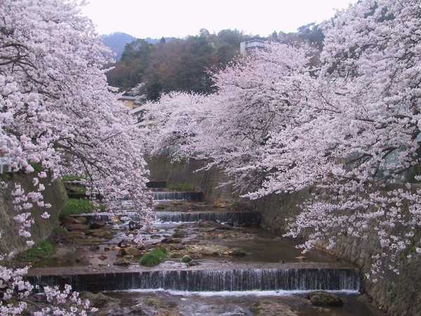 有馬川の桜