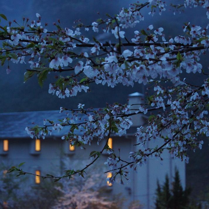 雨桜外観