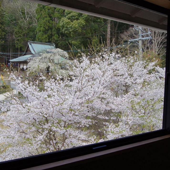 新館-KOMOREBI-こもれび廊下桜を眺める