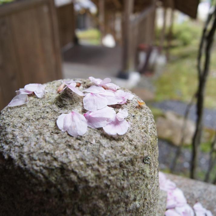 桜散る季節の一瞬露天回廊