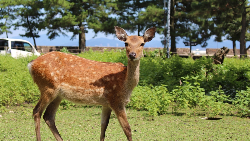 宮島には野生のシカがいます！ホテル周辺にもたくさん(^^)一緒に写真が撮れるかも！