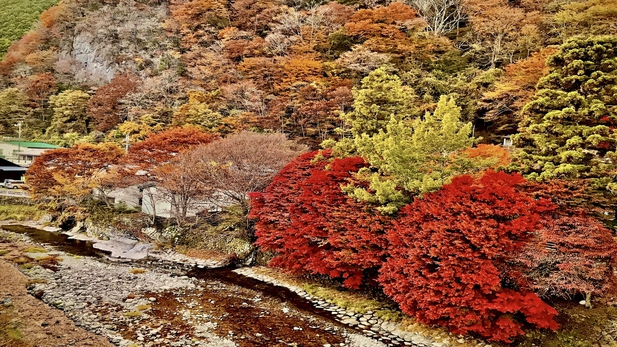 ●秋の紅葉