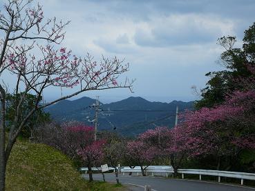 日本一早咲きの桜で有名な八重岳（宿から車で１５分）