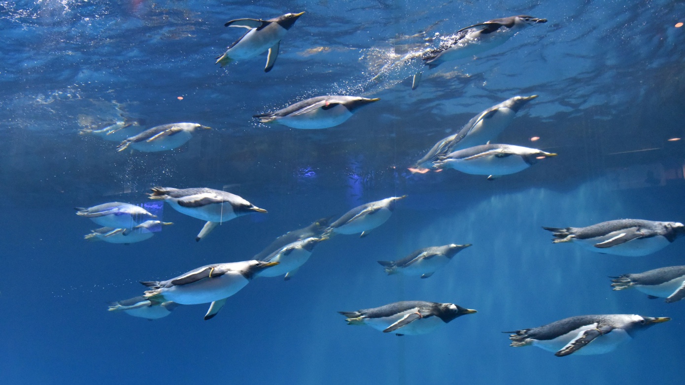 ペンギン水族館