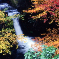 紅葉の落合の滝