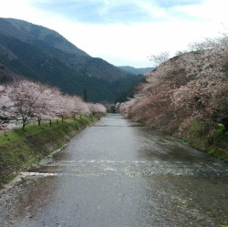 大原川の山桜