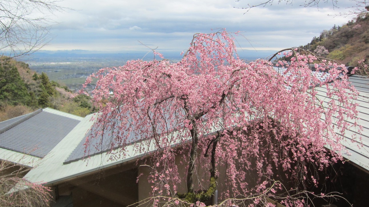 ロビーの枝垂れ桜