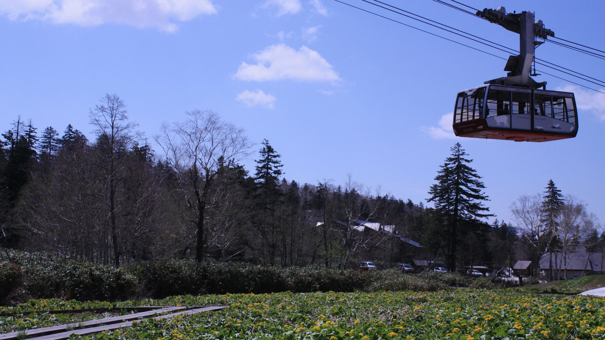 旭岳ロープウェイ山麓駅の前に毎年5月下旬〜6月中旬に咲くエゾノリュウキンカと水芭蕉の大群落