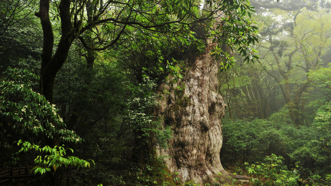 *【周辺】縄文杉〜日本で最も太いスギの木。