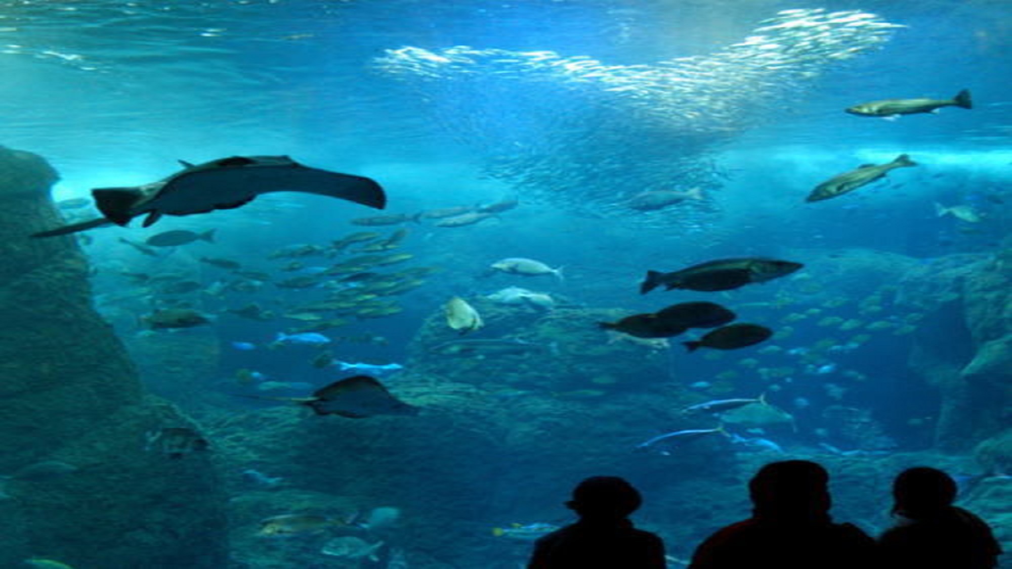 新江ノ島水族館大水槽