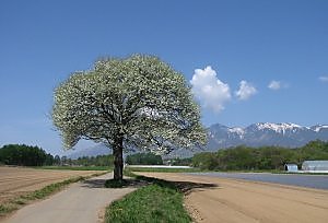 山梨の木