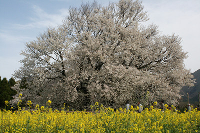 『一心行の大桜』