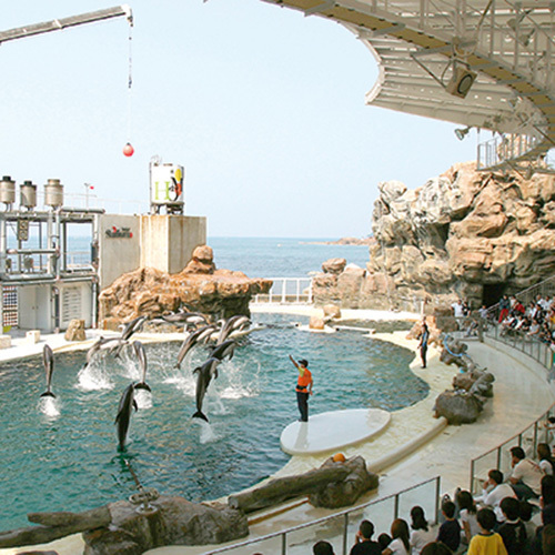 【城崎マリンワールド】イルカ・アシカショーが人気の体験型水族館（当館より車で約40分)