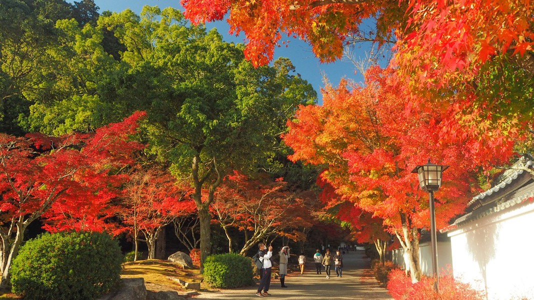 提供元：岩国市観光振興課紅葉谷公園