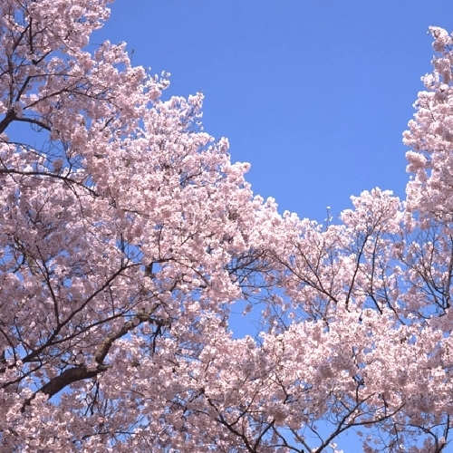 【春】例年4月上旬〜中頃／弥彦神社の桜が見頃を迎えます！