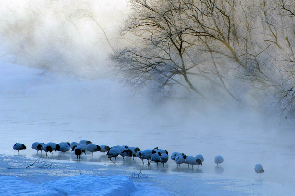 タンチョウ川冬