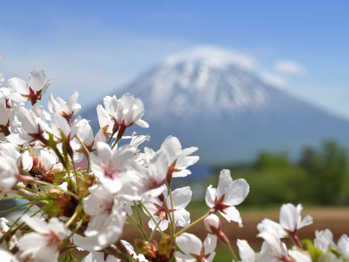 ＧＷに咲く山桜