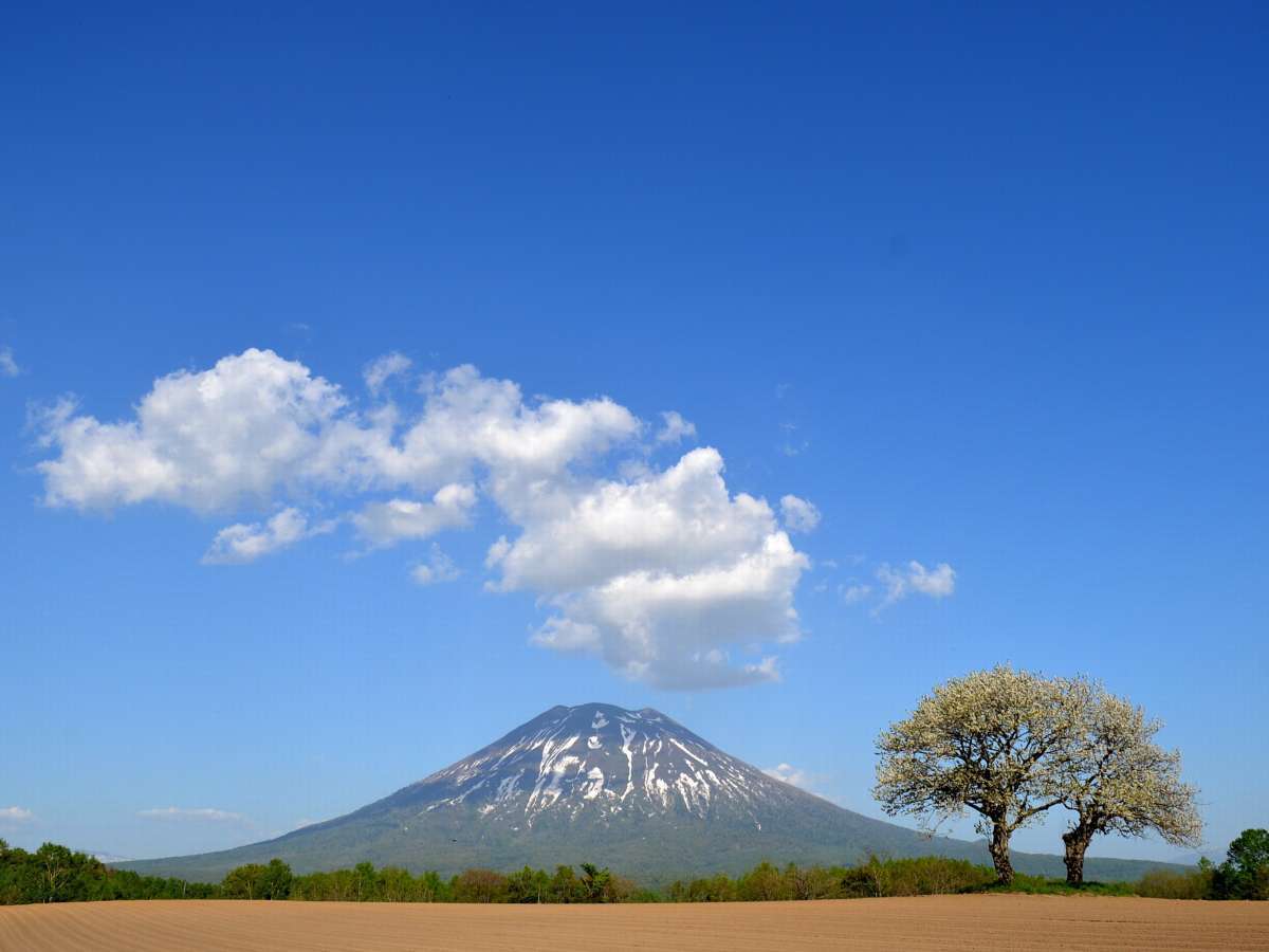 ニセコの名所双子のさくらんぼの木