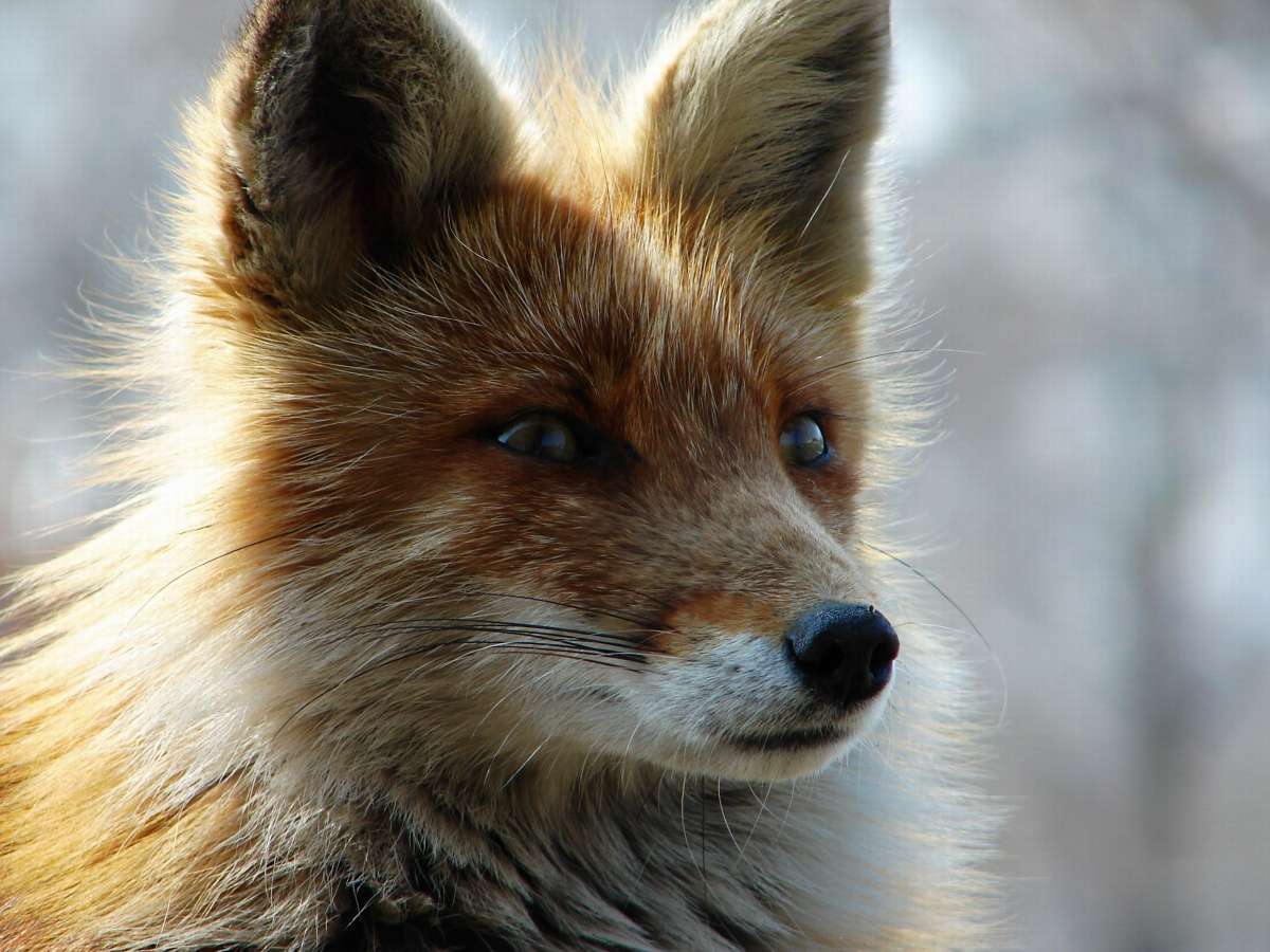 野生のキタキツネ