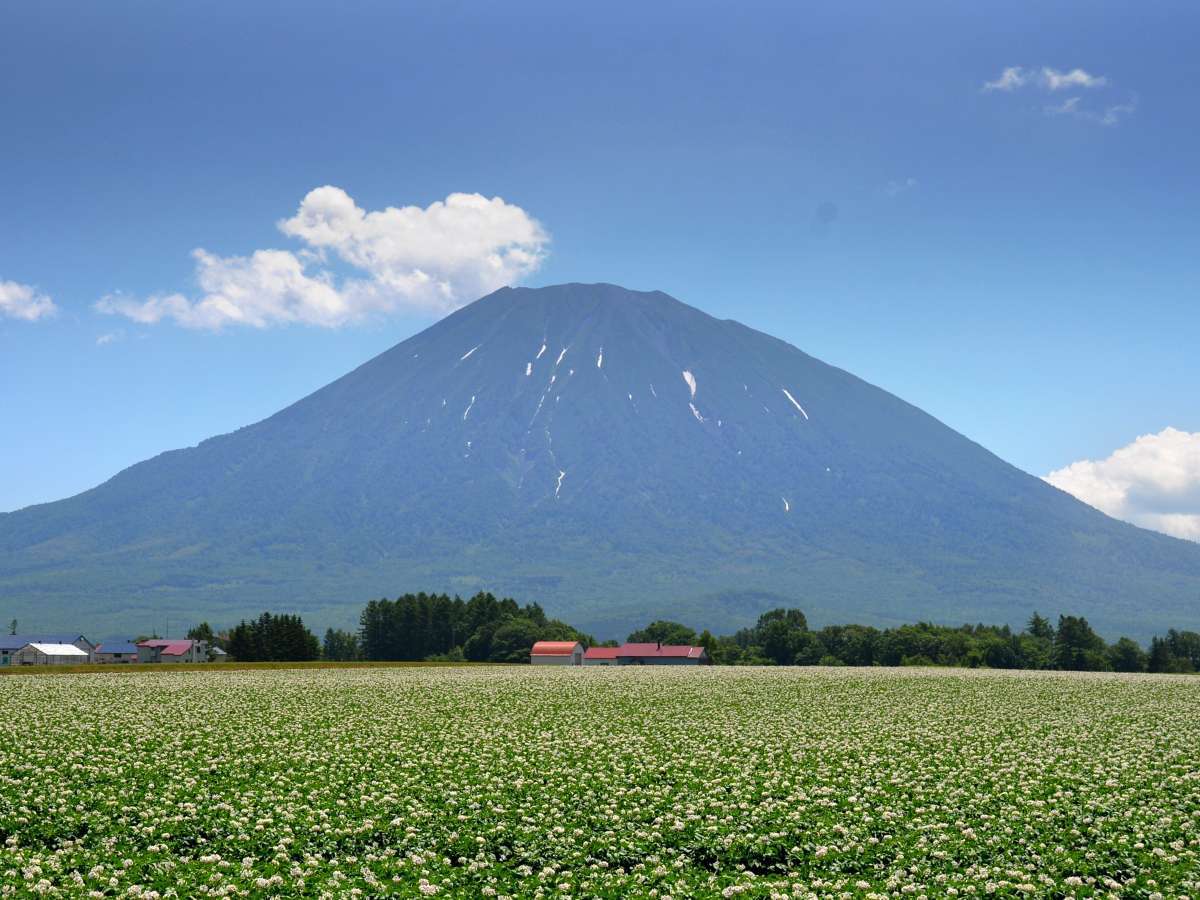 じゃがいもの花の見ごろは6月中旬から7月上旬