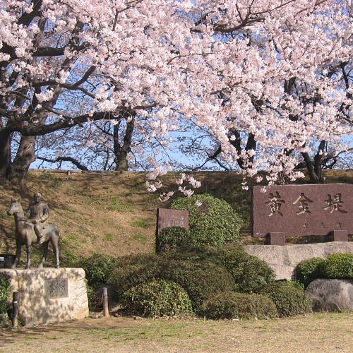桜の名所、黄金堤と吉良上野介