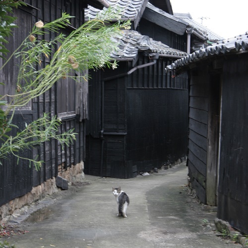 佐久島「黒壁家の路地裏と猫」