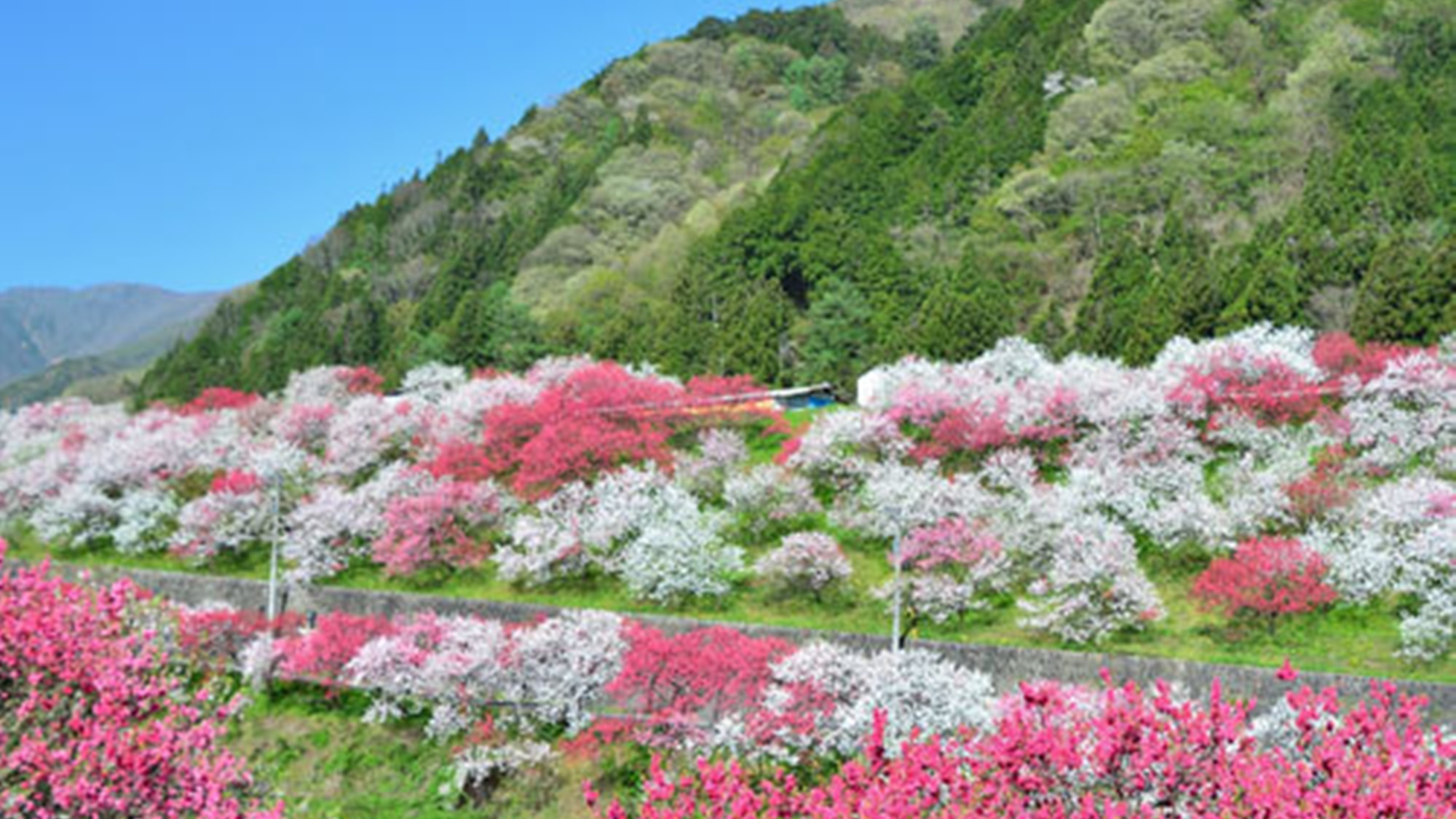 **【阿智花桃の里】約1万本の花桃が咲き誇る「はなもも街道」で春限定の贅沢なドライブはいかがですか