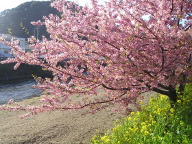 河津桜