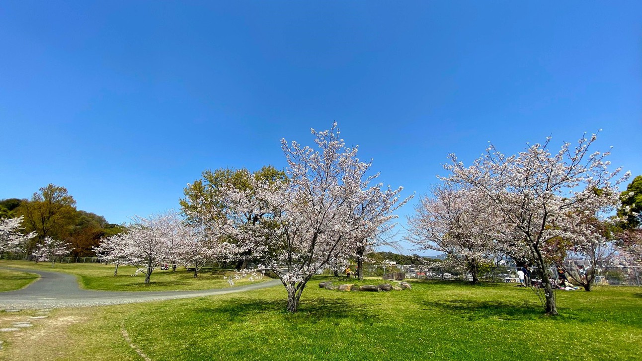 写真提供：熊本県観光連盟万日山緑地公園桜がとてもきれいです♪