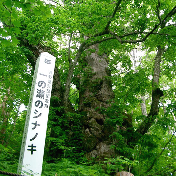 一ノ瀬のシナノキ