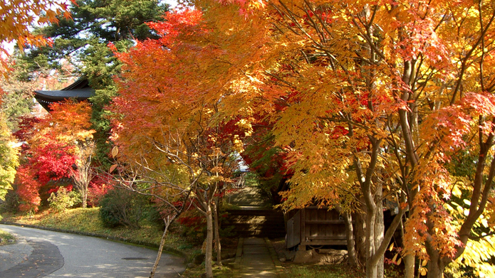 紅葉を楽しみながらのお寺めぐりもおすすめです。天照寺まではアルピナから徒歩20分ほど。