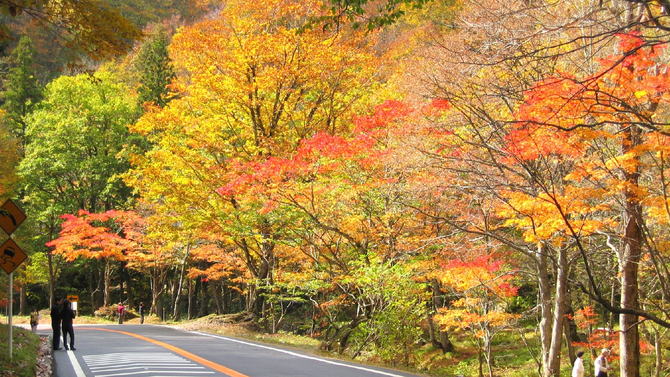 紅葉の中をドライブできるせせらぎ街道は、秋に人気があります。（わき見運転に注意！）