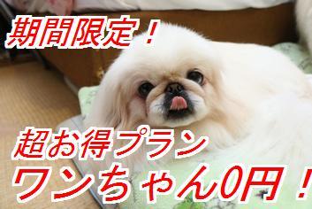 愛犬とどこでも一緒　星空の客室露天風呂の宿　仔犬のワルツ 写真2
