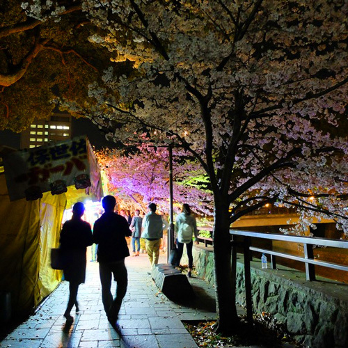 夜の市街地（熊本城近くの桜）