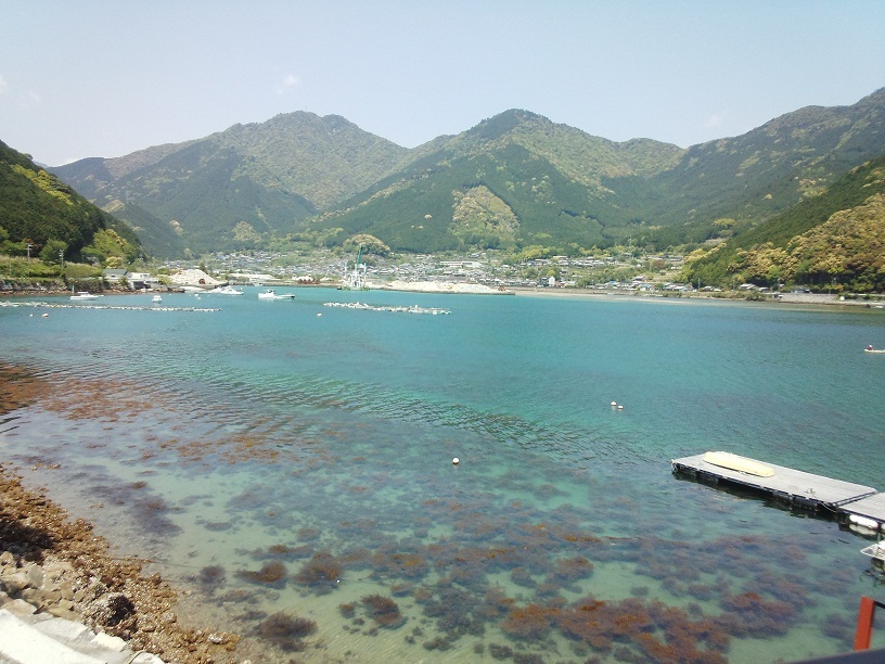 目の前の海には、綺麗な海にしか生息しないと言われるホンダワラが広がります