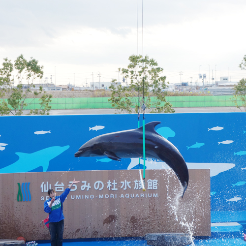 うみの杜水族館_イルカショー