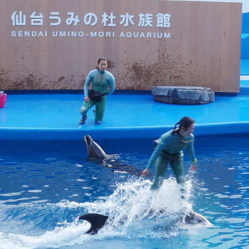 うみの杜水族館_イルカショー