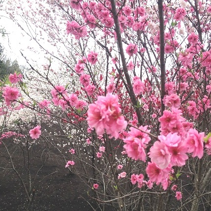 花桃