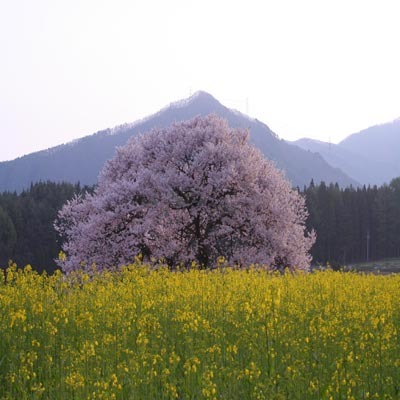 黒部地区のしだれ桜