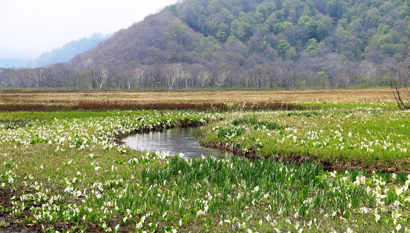 群馬、福島、新潟、栃木の4県にまたがる尾瀬国立公園。