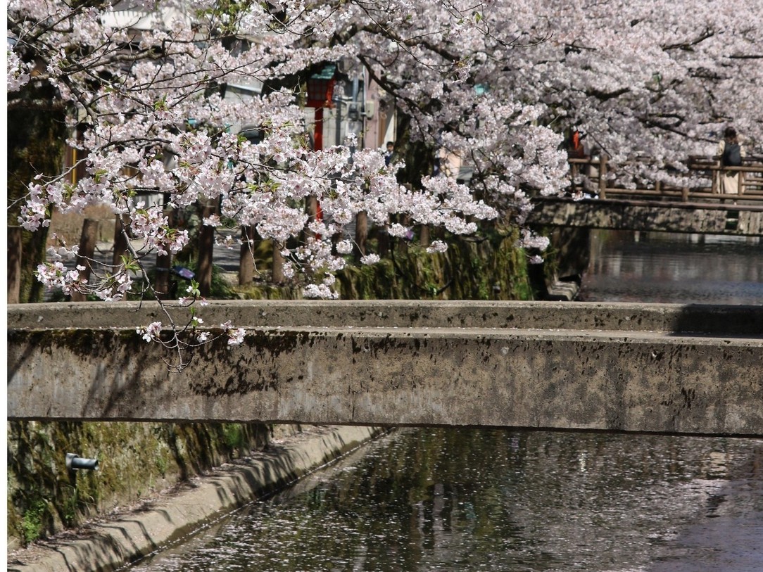 木屋町通り桜