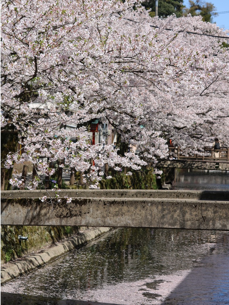 木屋町通り桜並木