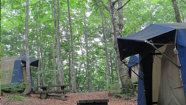 ブナ林に囲まれた常設テント