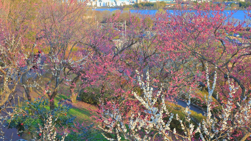 **【水戸偕楽園】徳川斉昭公により、領民の休養の場所として開園。春には梅や桜が美しく咲き誇ります。