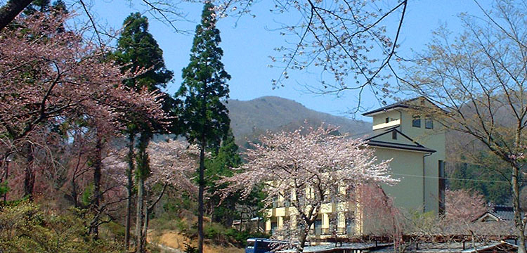 満開の桜と庭園ホテル遠景1