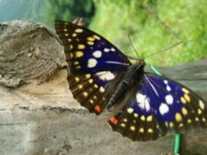 初夏に飛来した国蝶オオムラサキ