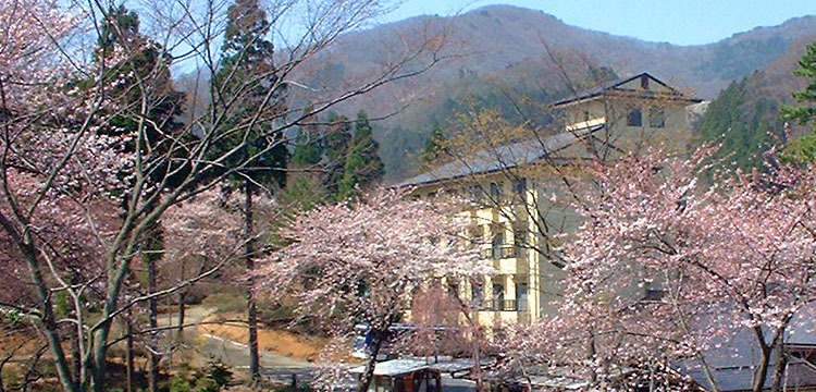 満開の桜と庭園ホテル遠景2