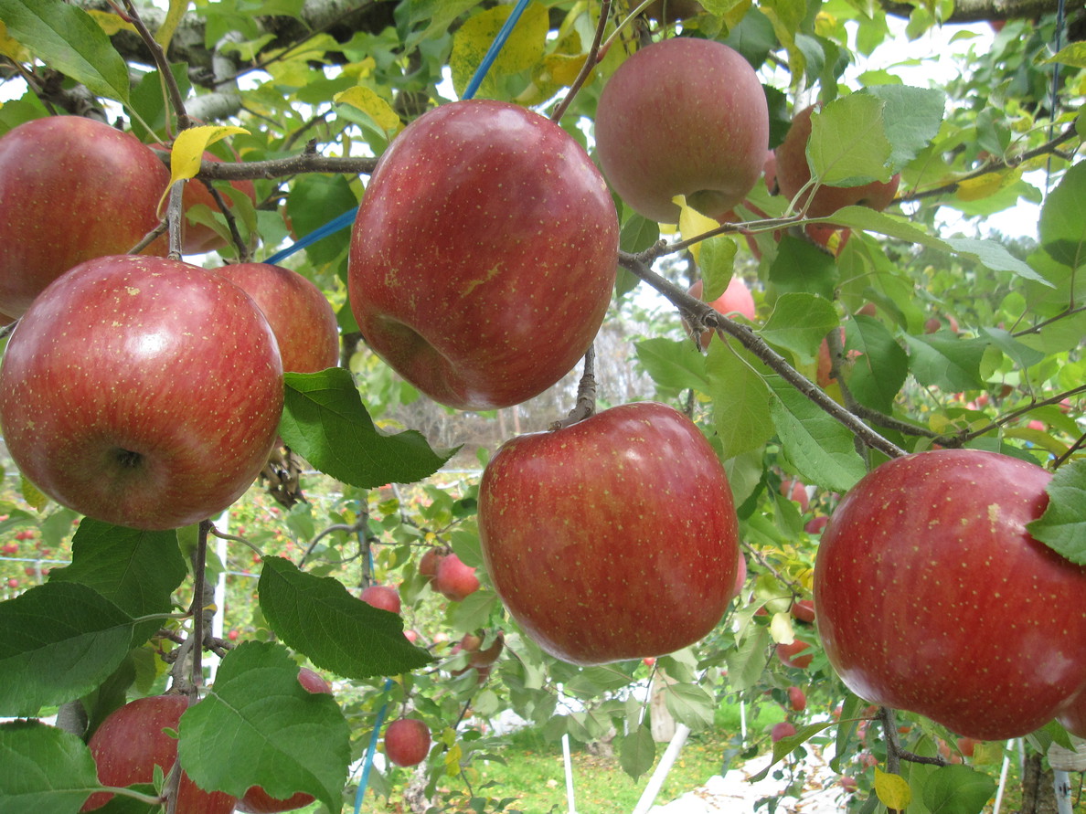 自社農園りんご（11月）