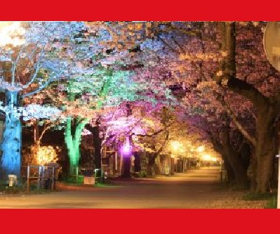【秋月・桜のライトアップ】車で20分桜の名所「杉の馬場」満開時は約500ｍの桜のトンネルは美しい